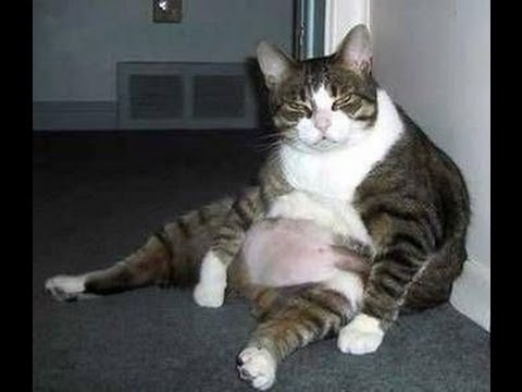 Funny Fat  Cats  Compilation Cute  Cat  Compilation Best 