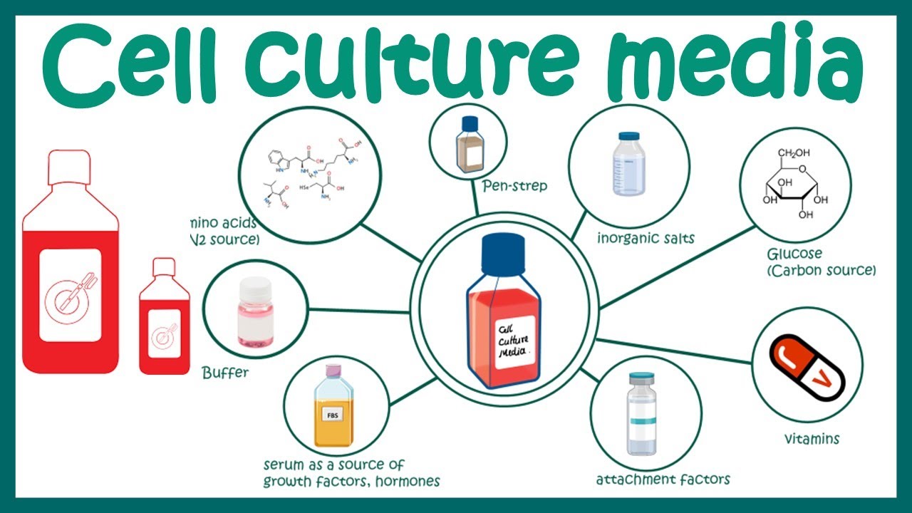 cell culture basics, Introduction to Cell Culture - finnexia.fi