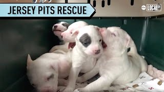 Animal Rescue Gives Dogs a Second Chance at Life | All Good