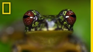 Stunning Close-ups: Meet These Frogs Before They Go Extinct | National Geographic