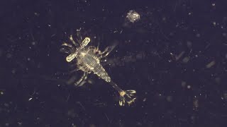 Plankton. The Most Vital Organisms On Earth - World Oceans Day - BBC Earth