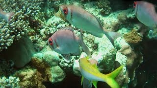 The Incredible Sea Life of the Red Sea Coral Reef |  BBC Earth