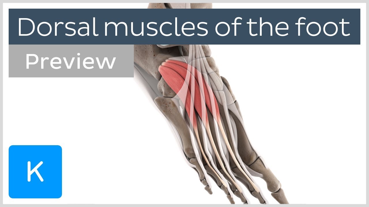 Functions of the dorsal muscles of the foot (preview) - 3D Human ...