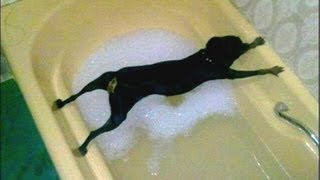 Dogs Just Don't Want To Bath - Funny Dog Bathing Compilation