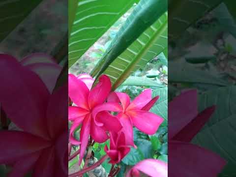 Maa perati loni Deva Ganneru flowers//Plumeria|| V&J Vlogs - YouTube