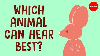 These animals can hear everything - Jakob Christensen-Dalsgaard