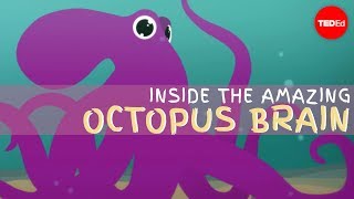 Why The Octopus Brain Is So Extraordinary - Cláudio L. Guerra