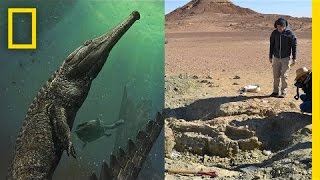 Giant Prehistoric Crocodile Discovered In Tunisia