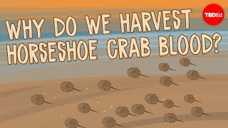 Why do we harvest horseshoe crab blood? - Elizabeth Cox