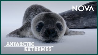 How Antarcticas Cutest Baby Seals Grow Up I Antarctic Extremes