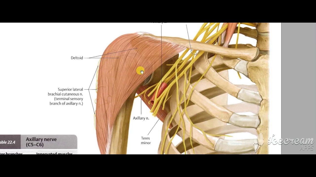 Axillary nerve 1 - YouTube