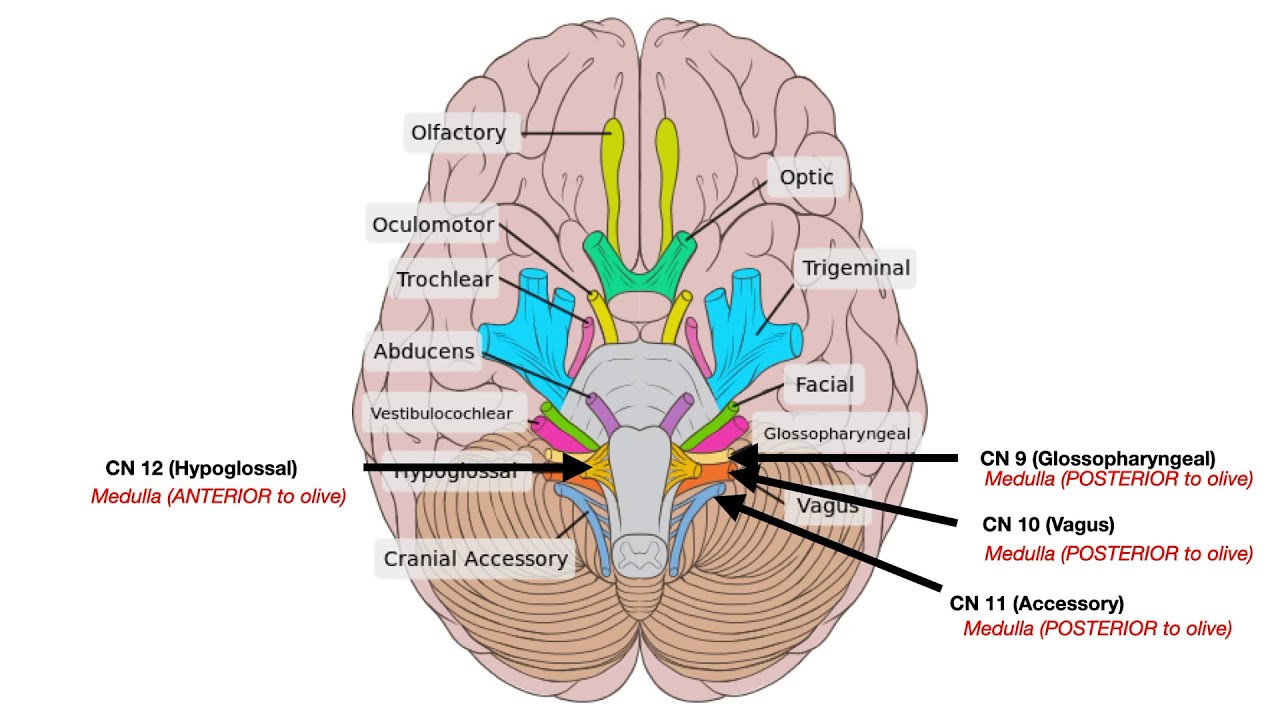 Cranial Nerves And Brain Diagram