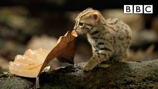 World's smallest cat  BBC