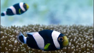 Incredible Teamwork From Little Clownfish - Blue Planet II