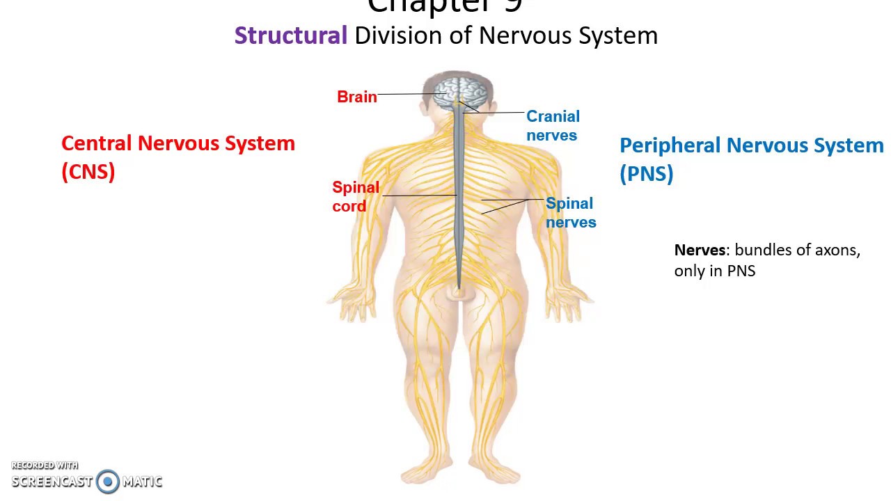 Human Anatomy & Physiology: Chapter 9 Part 1 Nervous System - YouTube