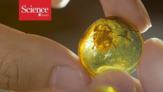 Fossils in amber offer an exquisite view on dinosaur timesand an ethical minefield