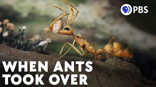 You're Living On An Ant Planet