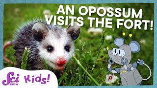 Meet the Marsupials!  | SciShow Kids