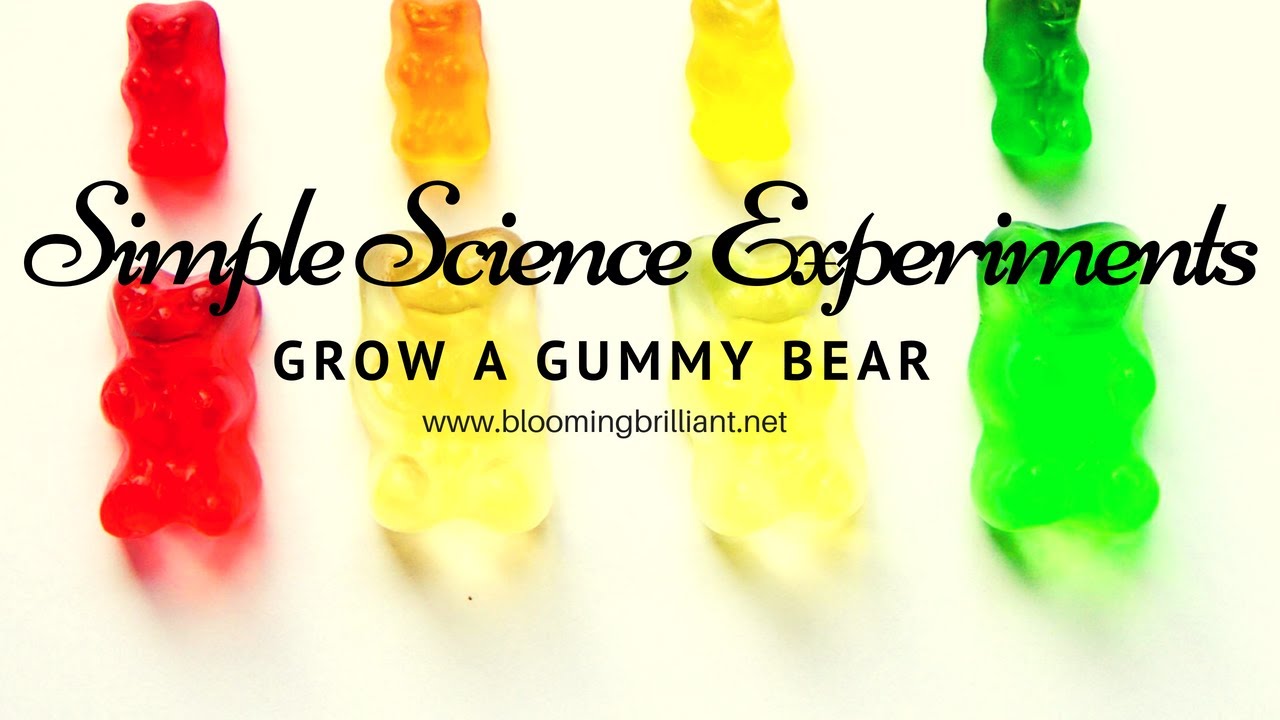 Growing Gummy Bear Science Experiment To Show Osmosis - vrogue.co