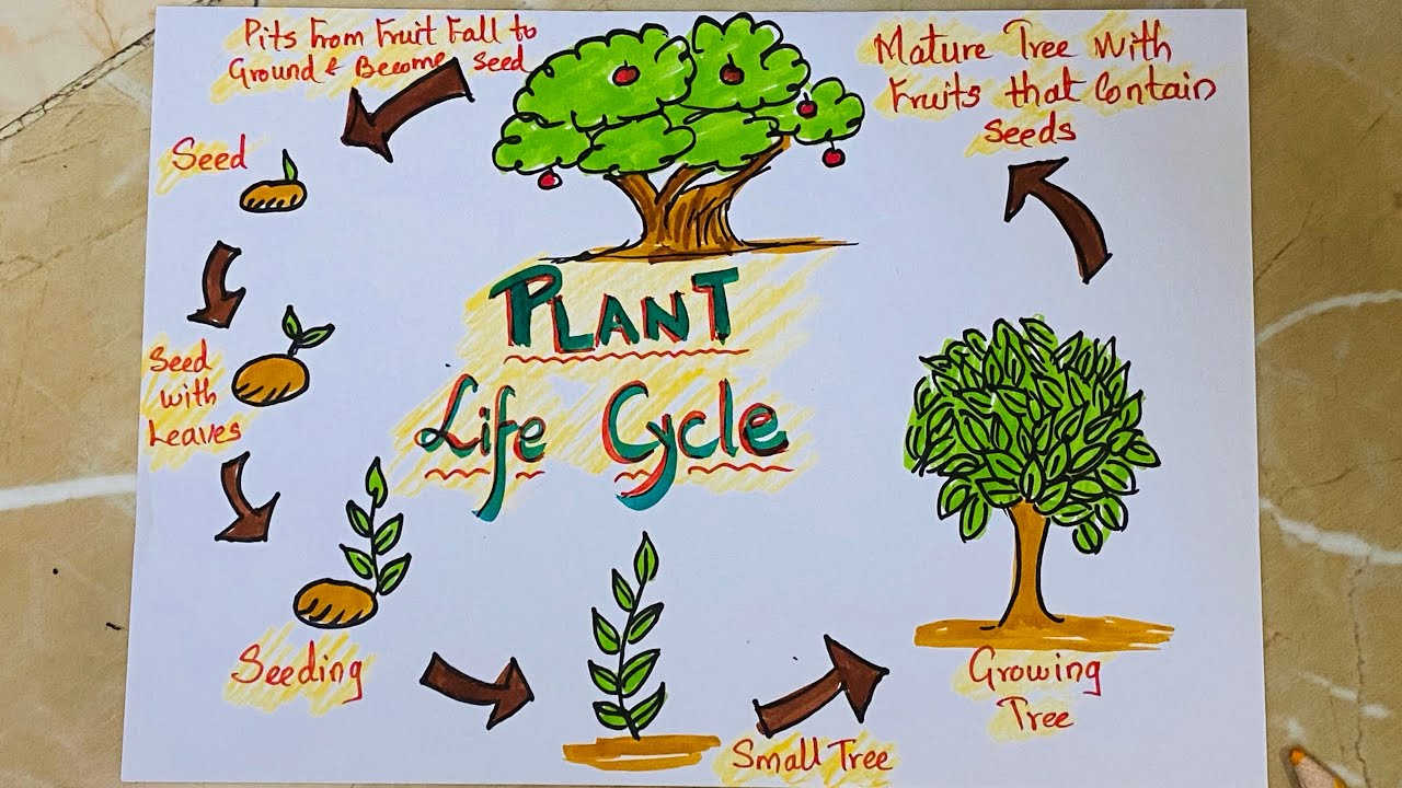 Plant life cycle drawing for school project | diy | how to draw save ...