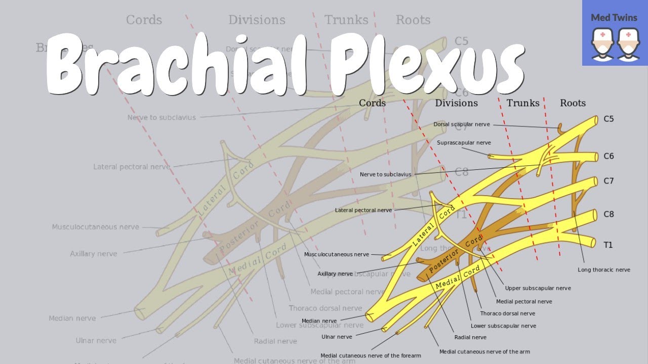 The Brachial Plexus [Anatomy and Function] - YouTube