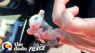 This Baby Opossum Has the Cutest Hands | The Dodo Little But Fierce