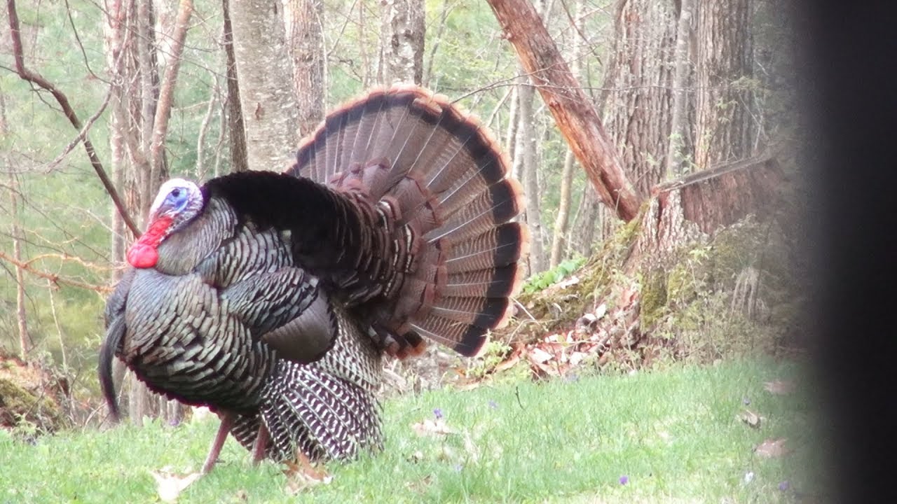 Heart Shot on this Giant NY Gobbler - Archery Kill - YouTube