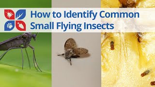 Common Small Flying Insects Identification