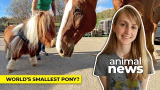 Tiny pony from Germany may be worlds smallest | CBC Kids News