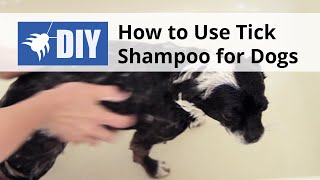 How to use Tick Shampoo for Dogs