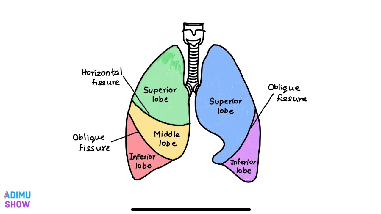 Lobes Of The Lungs: Their Location And Stock Vector , 40% OFF