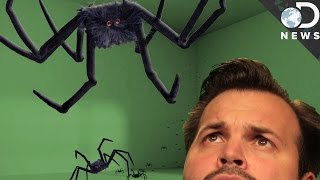 The Mysterious Way Spiders Can Walk On Walls And Why You Can’t