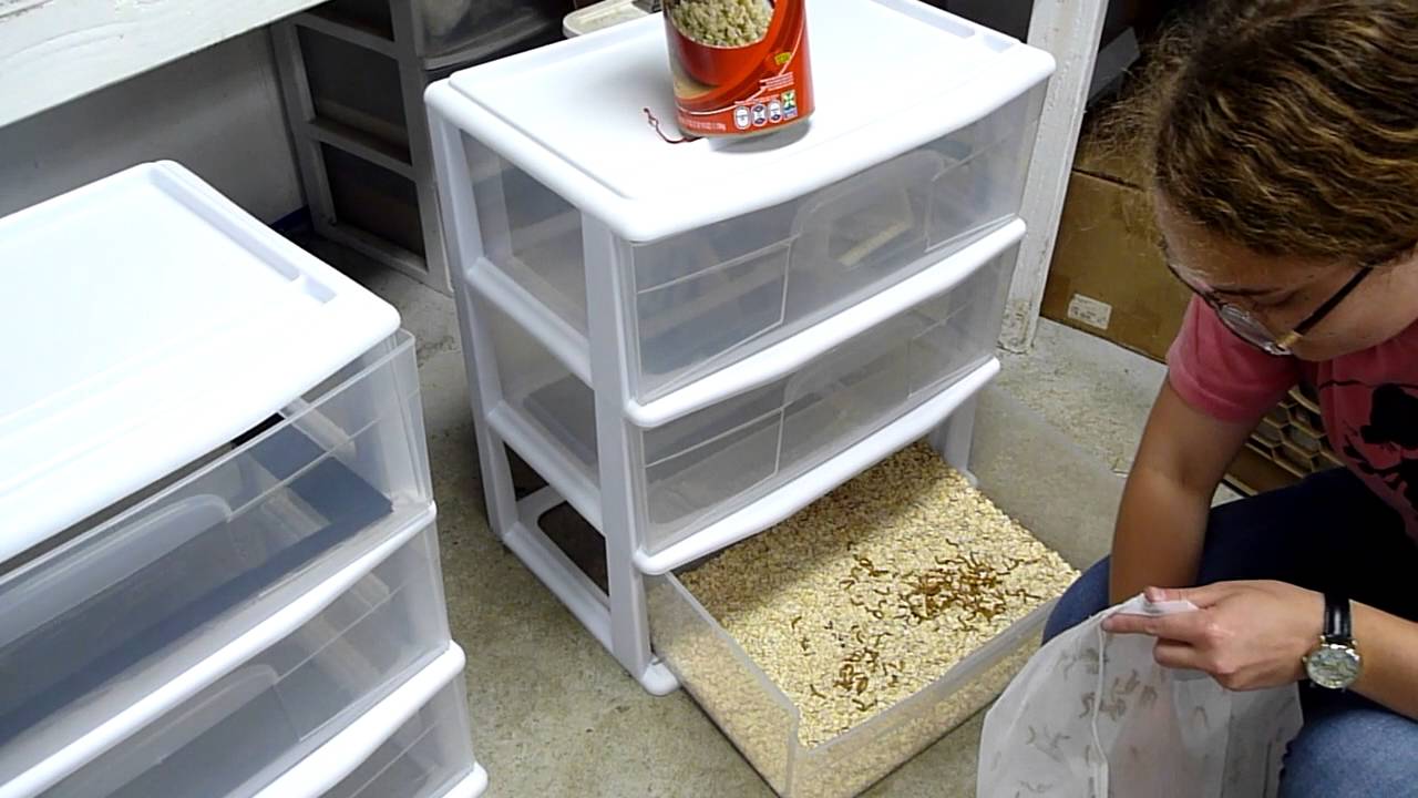 Mealworm Farm Setup