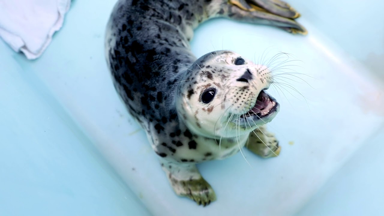 Harp Seal Pup Crying