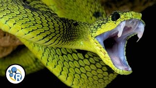 The Chemistry of Snake Venom