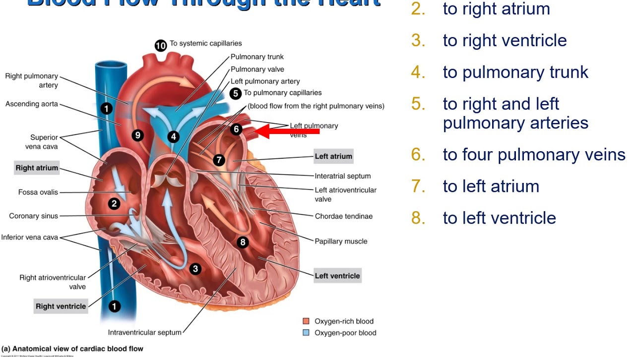 Human Heart Structure And Function