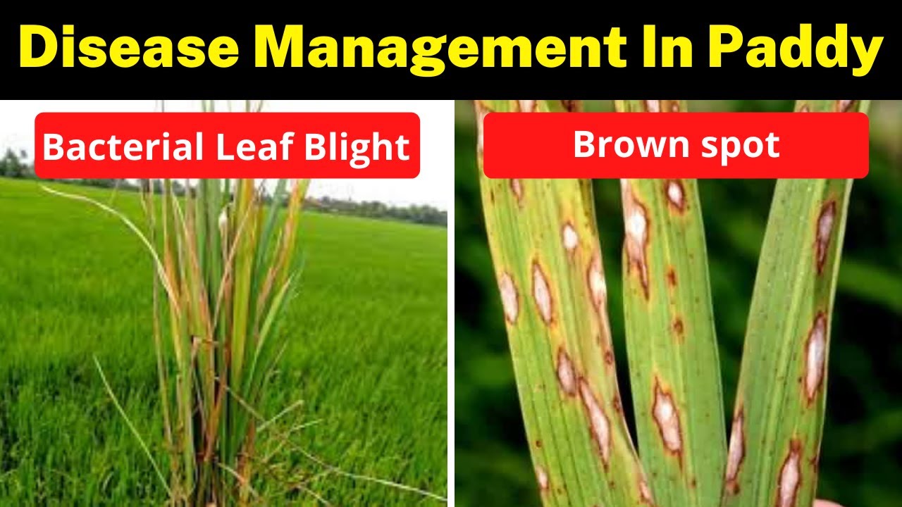 Bacterial Leaf Blight Resistance In Rice: A Review Of, 50% OFF