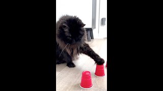 Cat Plays the Hidden Cup Game