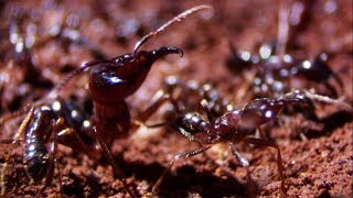 Ants Build a New Home | Natural World: Ant Attack | BBC Earth