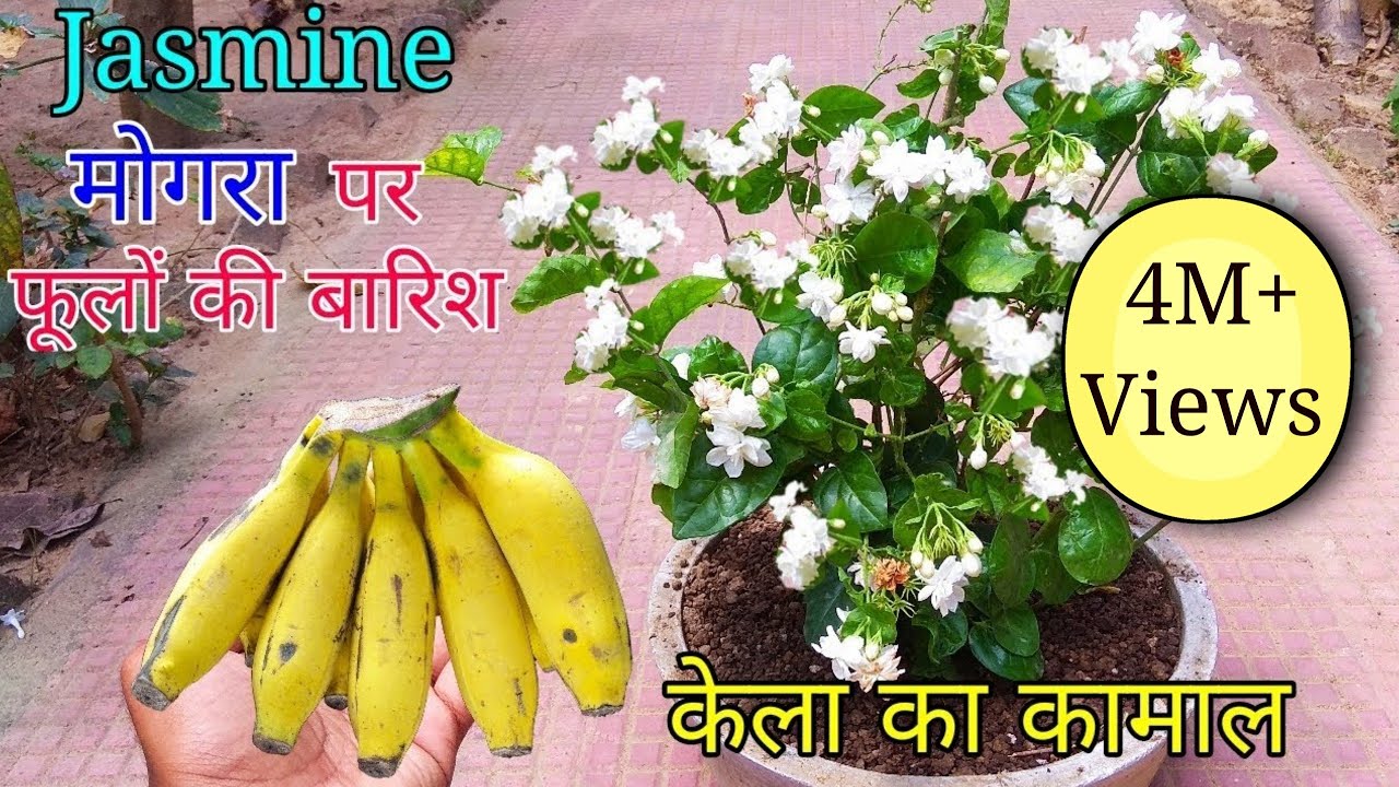 How to grow Mogra plant in Pot | Grow Jasmine Complete Guide - YouTube