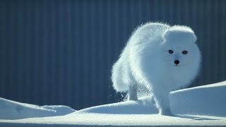 How To Survive As A Tiny Arctic Fox - Wild Alaska - BBC