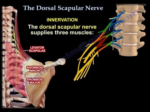 The Dorsal Scapular Nerve - Everything You Need To Know - Dr. Nabil ...