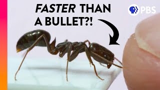 The Fastest Animals Are Way Faster Than You Think