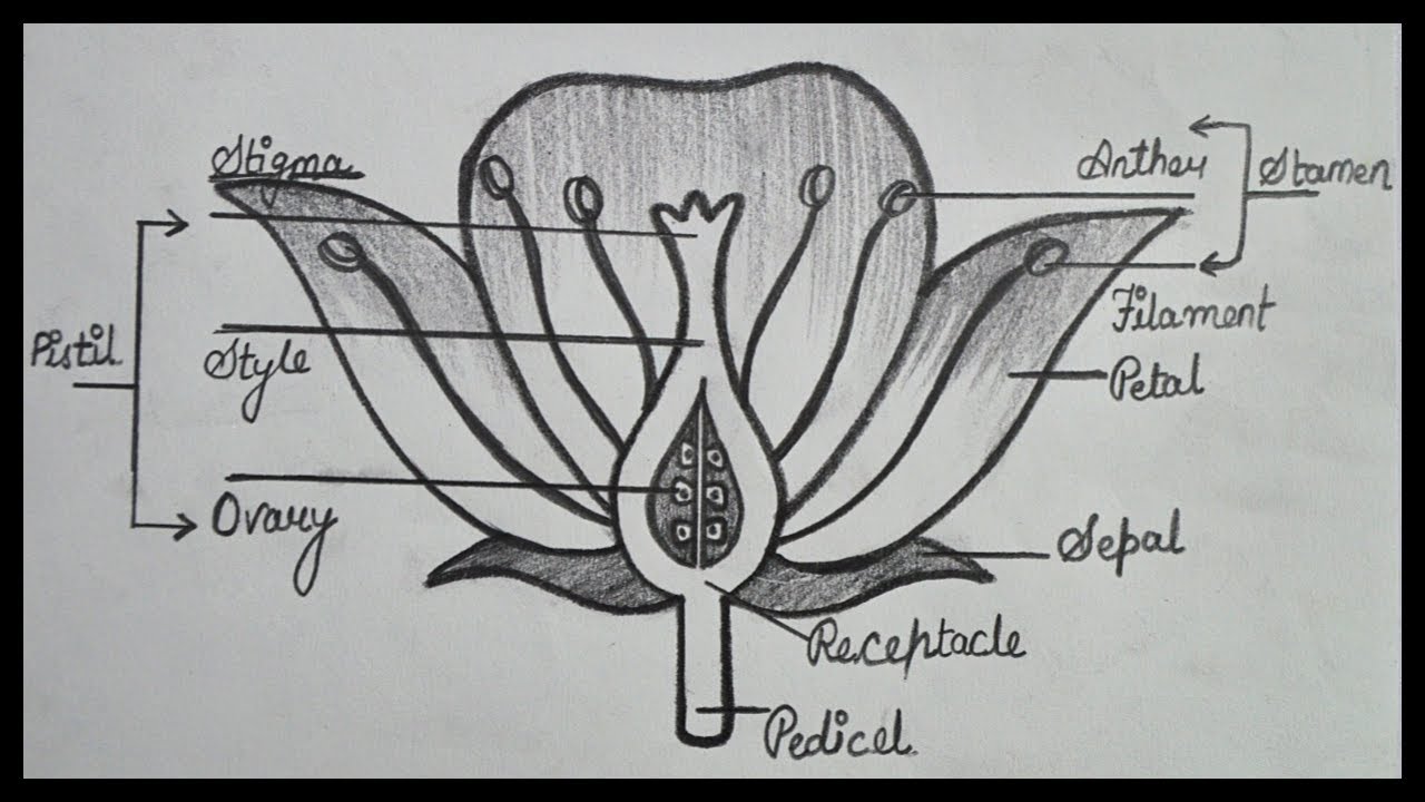 [DIAGRAM] Parts Of Flower Diagram - MYDIAGRAM.ONLINE