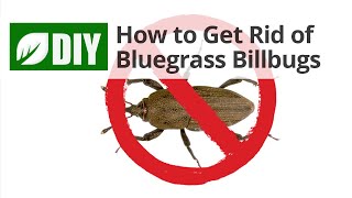 How to Get Rid of Bluegrass Billbugs 