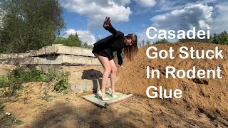 Girl In Casadei High Heels Got Stuck In Rodent Glue High Heels Stuck In Glue Stuck Girl 