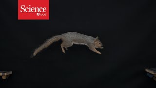 Watch out, Olympic gymnasts: These squirrels have their own gold medal moves