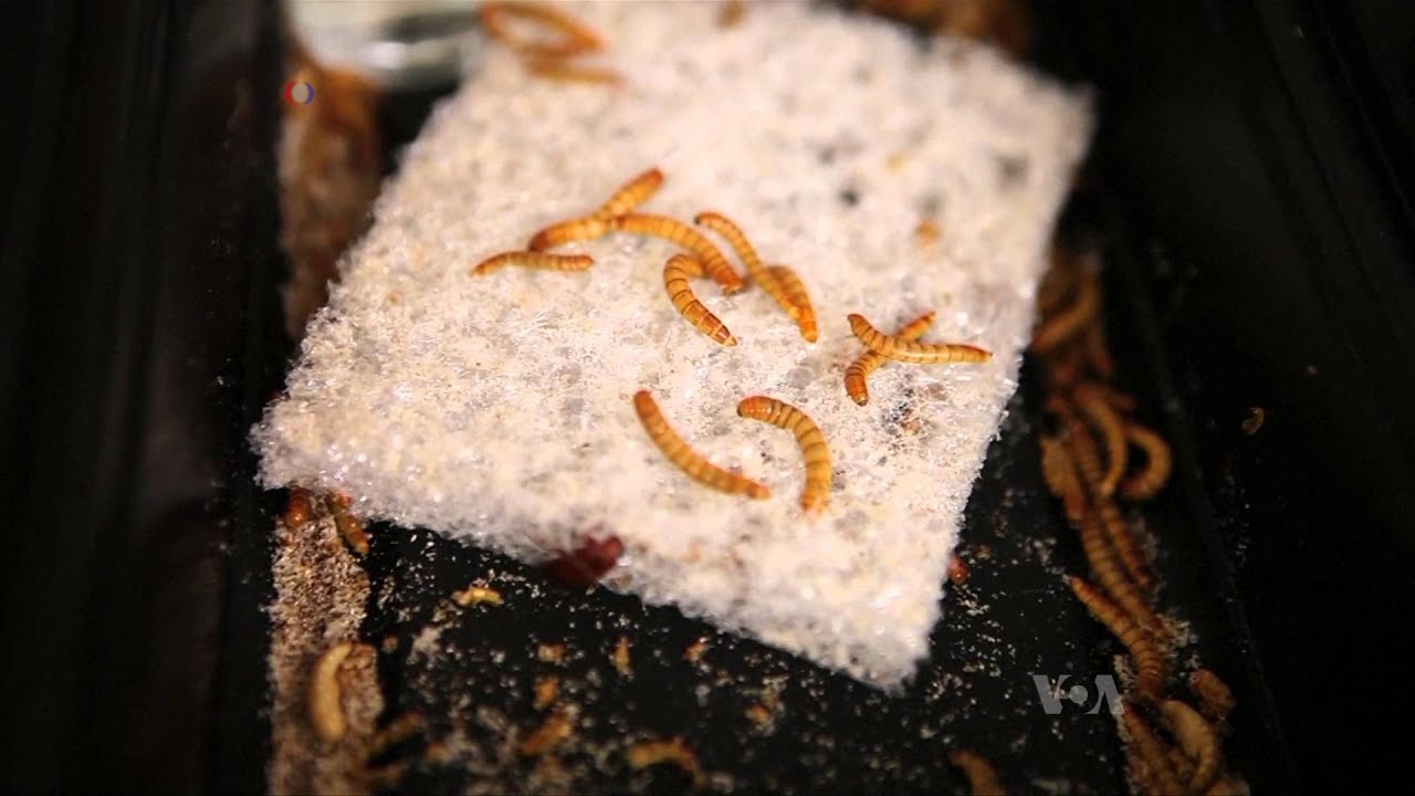 Mealworms Help in Fight Against Plastic Waste - YouTube