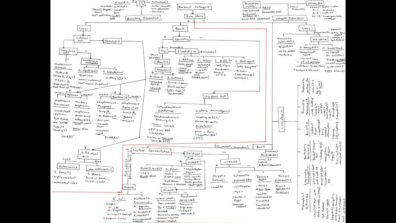 Gram Negative Cocci Flow Chart image.