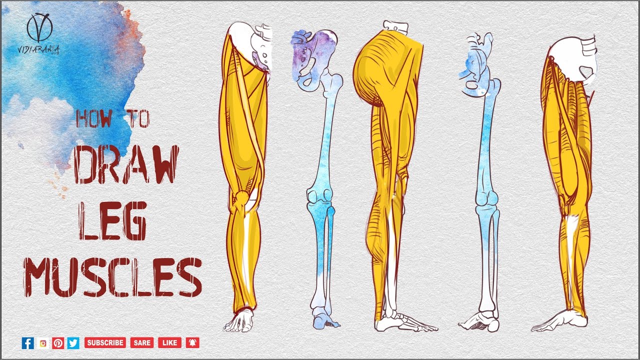 How to Draw Hamstrings Leg Anatomy for Artists, Vidyaranya Arts - YouTube